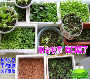 提摩西苜蓿黑麥草紅薯地瓜葉車前蒲公英小玉米甜象皇竹草種苗種子