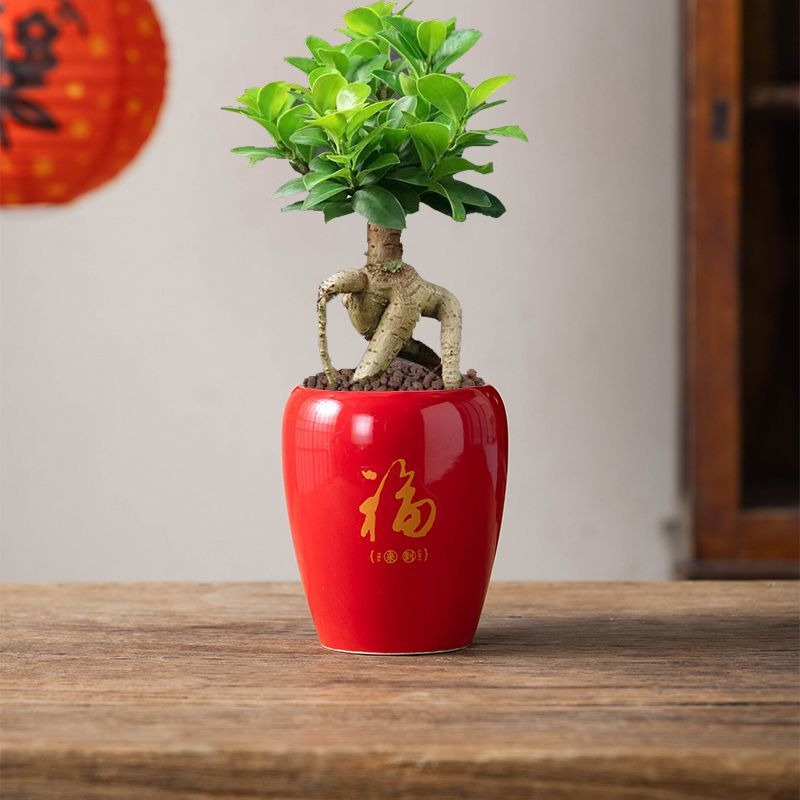 多肉花盆陶瓷透气喜庆精美创意个性造型家用桌面装饰植物盆栽小盆