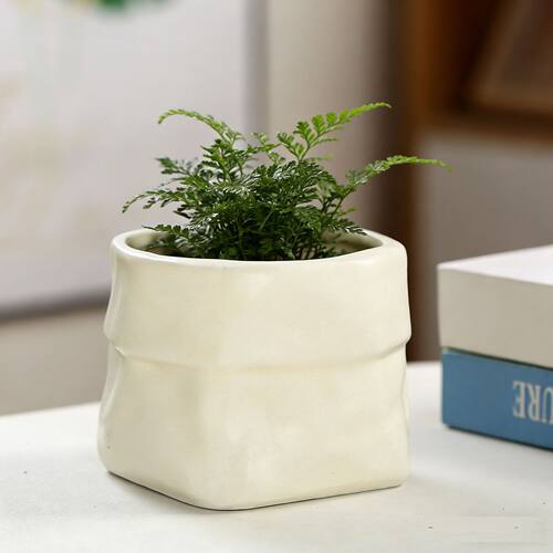 ins奶油风陶瓷梦香兰多肉绿植盆景盆简约花盆蝴蝶兰北欧轻奢家用