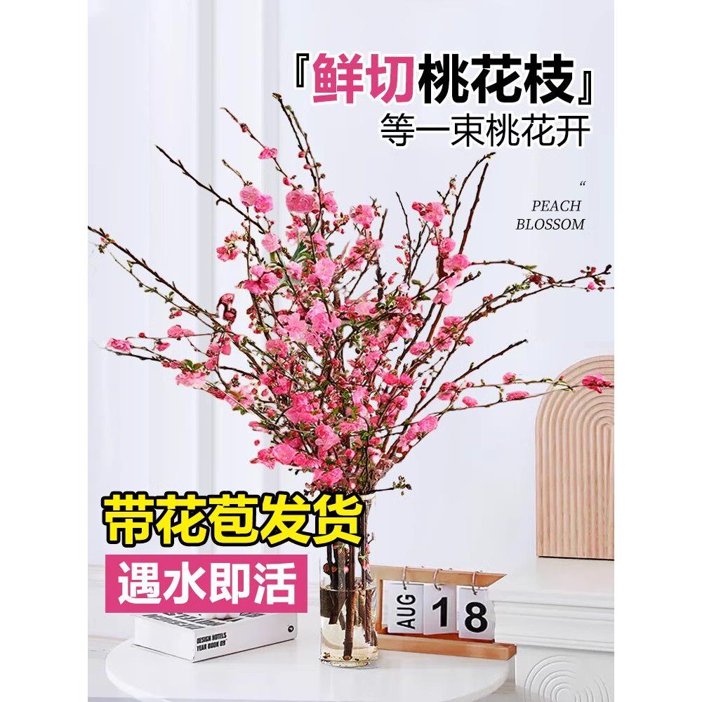 桃花枝水培植物室内好养雪柳鲜枝水养红梅干枝带花苞鲜切花卉绿植