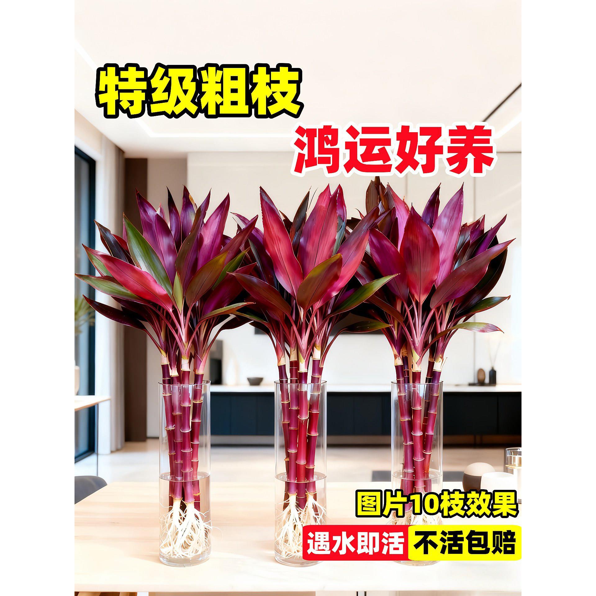 富贵竹水培植物紫竹鸿运特粗杆大颗叶风水发财树节节高升客厅招财