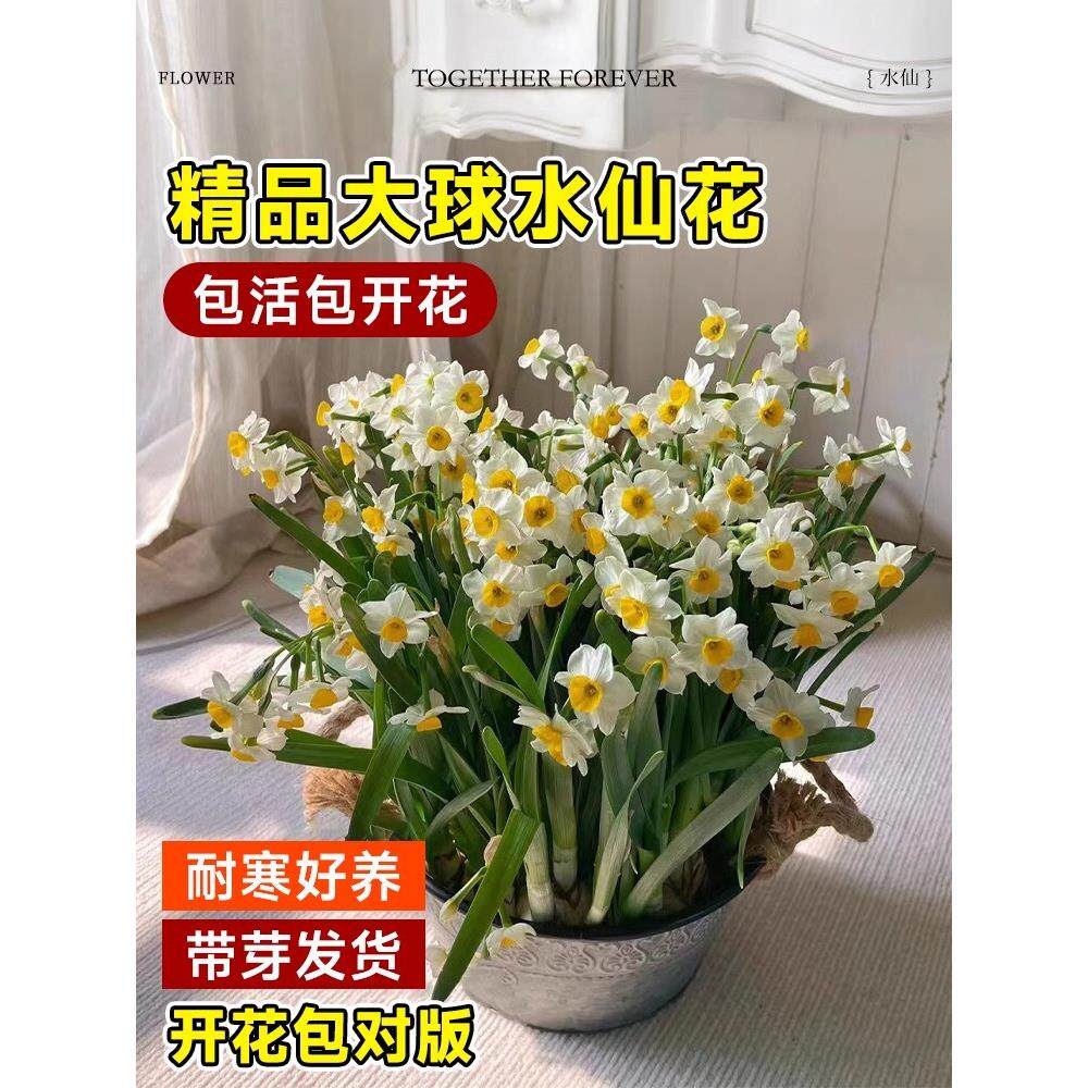 漳州水仙花种球盆栽水养绿植花卉冬季耐寒阳台重瓣郁金香水培植物