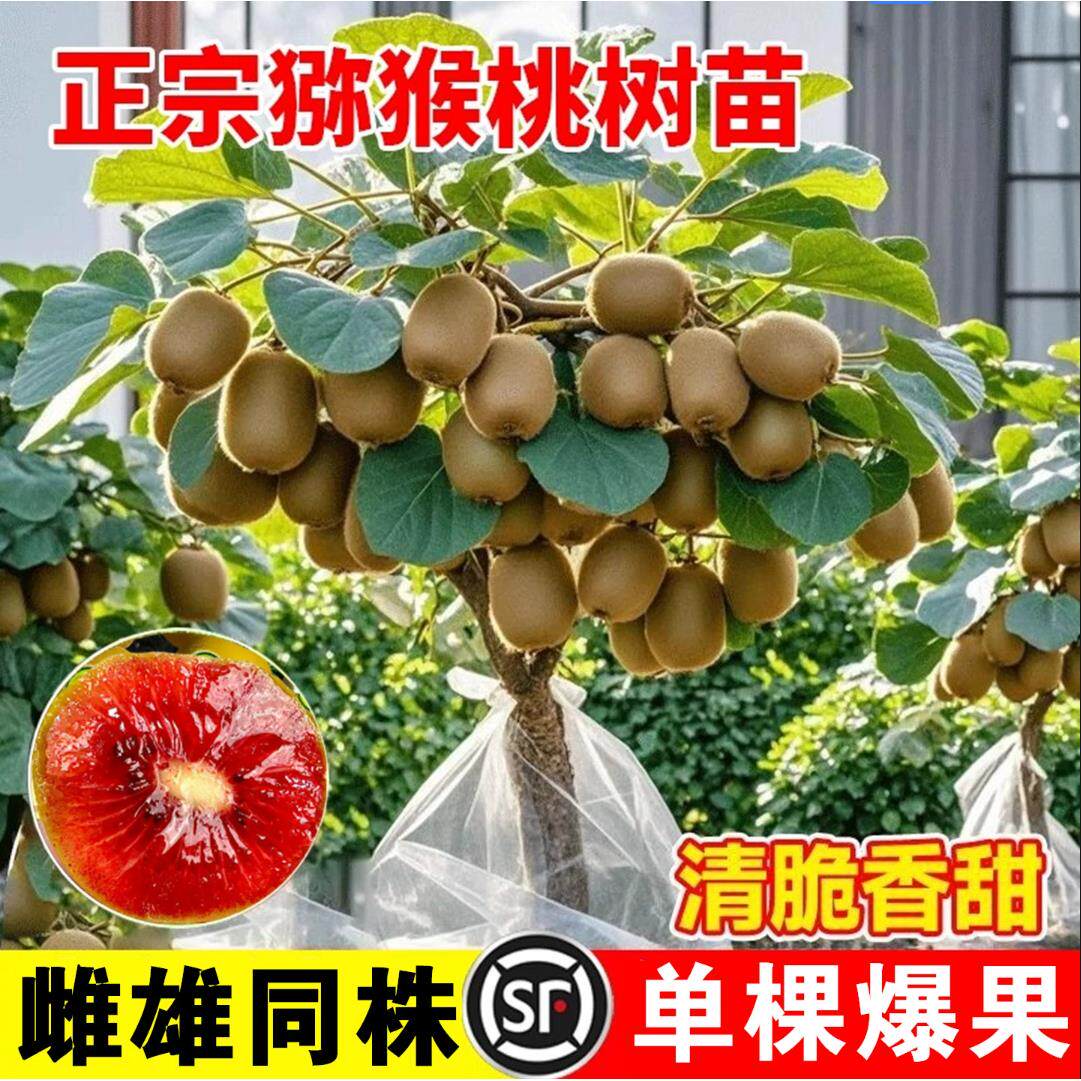 猕猴桃树果苗公母同株南方北方种植盆栽地栽嫁接红心黄心猕猴桃苗