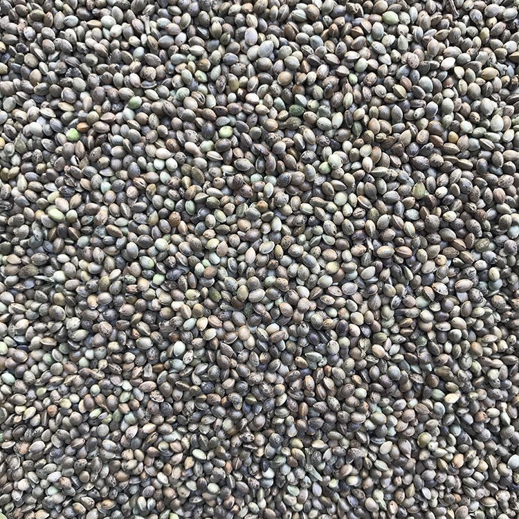 中颗粒火麻子/麻籽/火麻仁鹦鹉鸟粮饲料/仓鼠松鼠粮鸽粮饲料5斤装