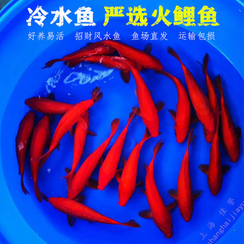 火鲤鱼观赏鱼冷水鱼红锦鲤鱼包邮