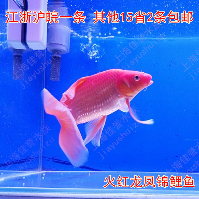 火鲤龙凤锦鲤鱼观赏鱼冷水淡水鱼红色龙凤淡水鱼风水鱼活体鱼包邮
