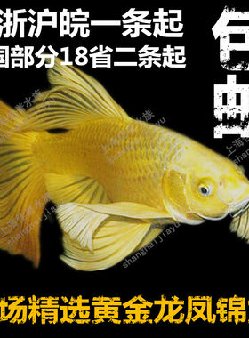 活体淡水鱼招财黄金龙凤