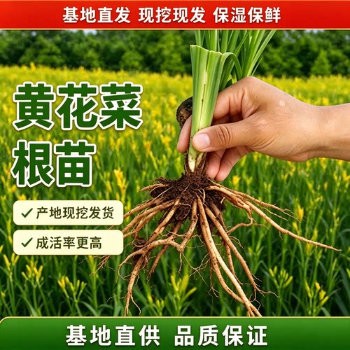 优质黄花菜金针菜苗高产包活