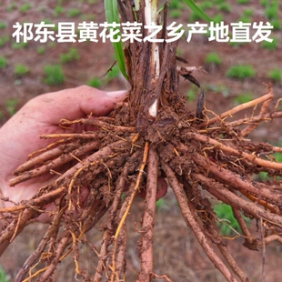 祁东县黄花菜根苗食用黄花菜种苗金针菜金针花多年生现挖包成活