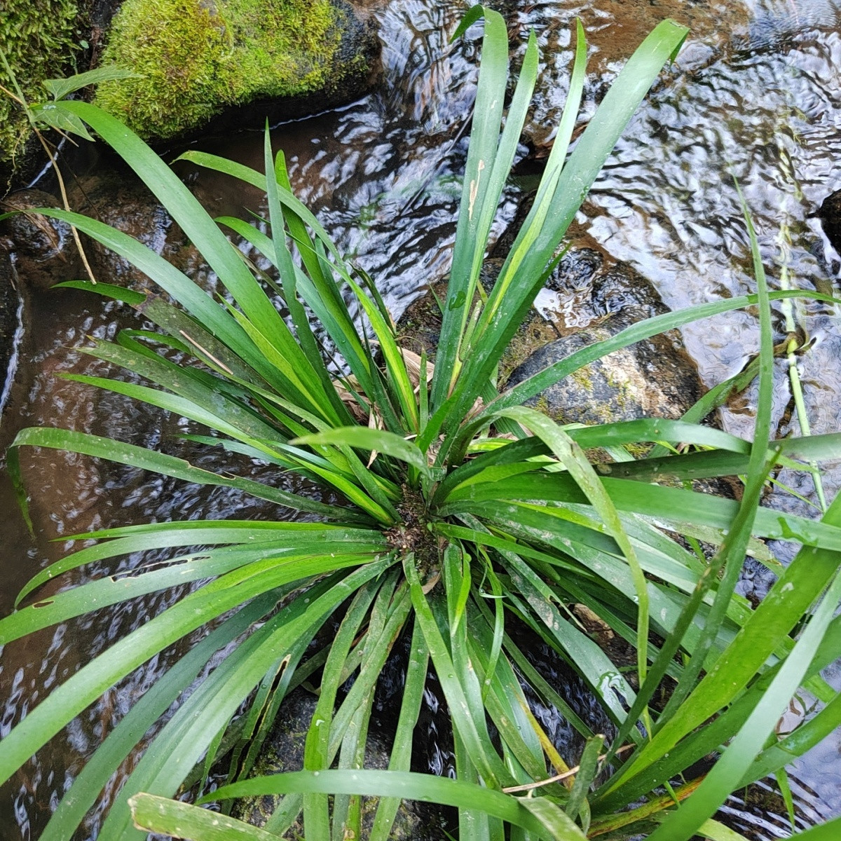 新鲜石菖蒲水培净化鱼龟缸