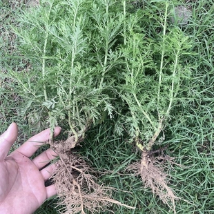 青蒿绿植原生青蒿苗野外现挖现发黄花蒿艾蒿苦蒿盆栽香蒿