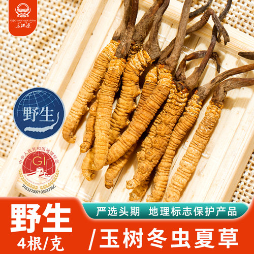三江源冬虫夏草玉树野生虫草