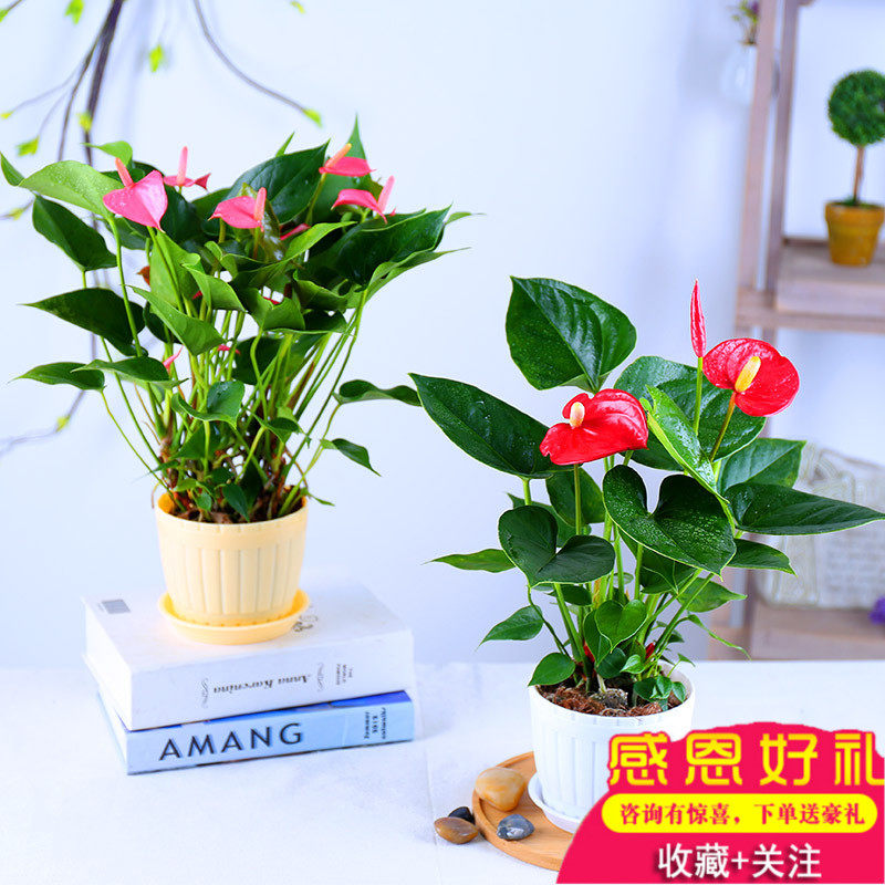 观叶美观白掌一帆风顺粉掌红掌水培阳台土培盆栽室内办公桌绿植