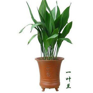 四季长青室内盆栽一叶兰观叶植物