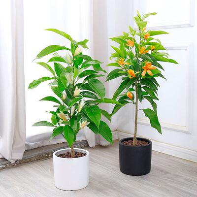 包邮庭院开花植物浓香绿植盆栽