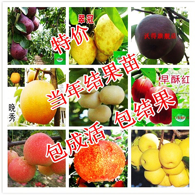 嫁接梨树苗果树苗翠冠梨黄金梨鸭梨南方北方种植盆栽地栽当年结果