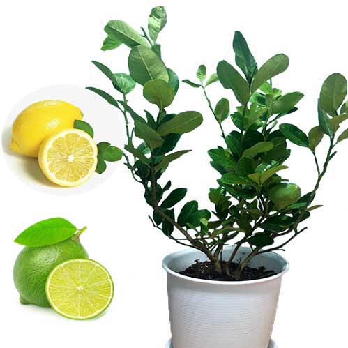 客厅绿植观果尤力克香水柠檬树