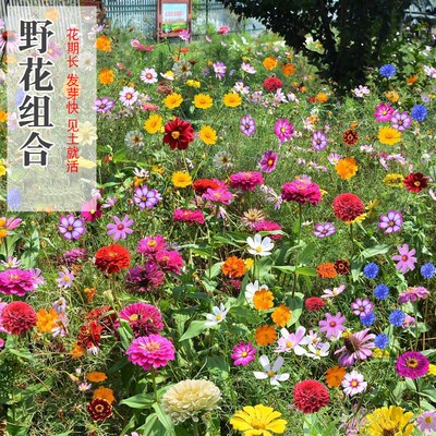 矢车菊野花组合矢车菊沃得四季