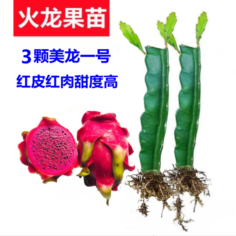 红心盆栽地栽庭院种植火龙果苗