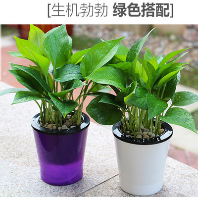 吊兰观叶水培植物办公室绿萝盆栽