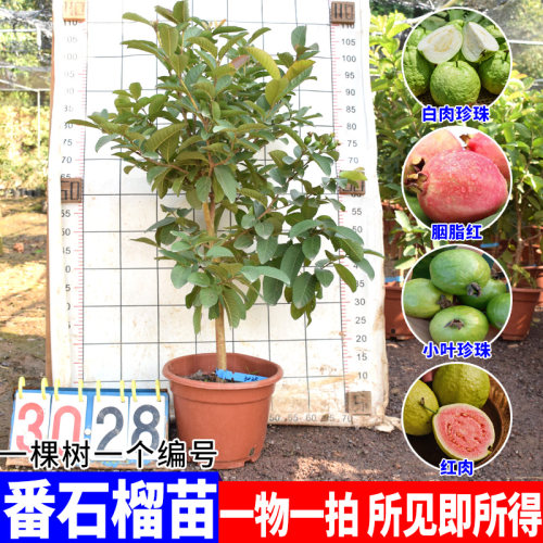 番石榴嫁接苗红宝石胭脂红大苗