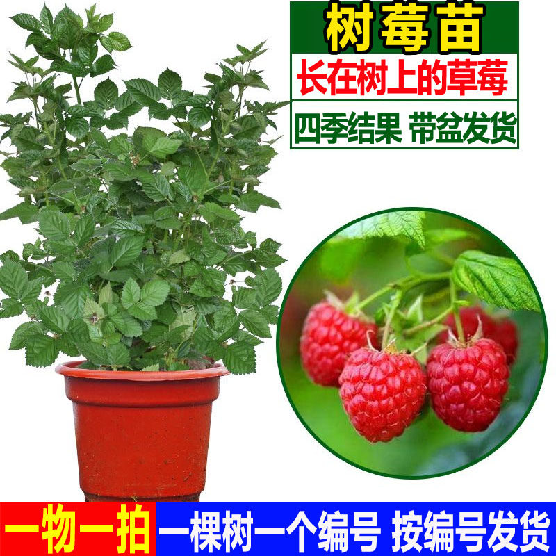 树莓苗当年结果红黄树莓苗南北方阳台庭院盆栽草莓种植覆盆子果树
