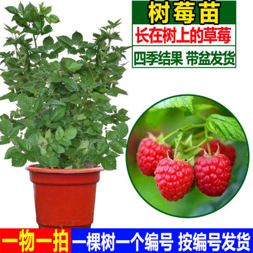 树莓苗红黄树莓苗覆盆子
