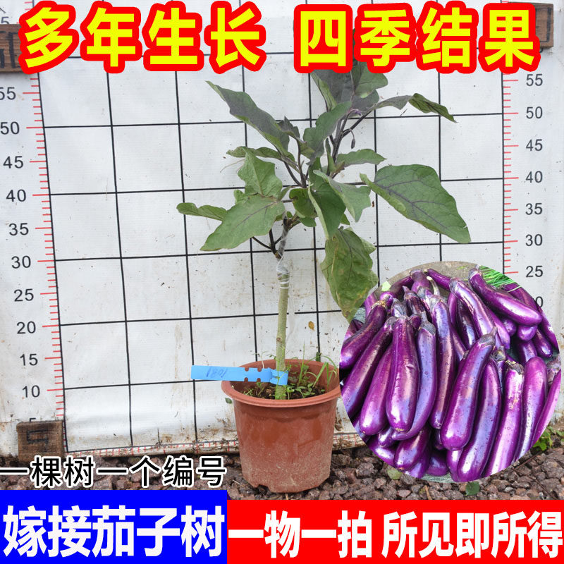 嫁接茄子苗蔬菜种子紫红长茄蔬菜苗本地四季茄瓜苗多年生当年结果