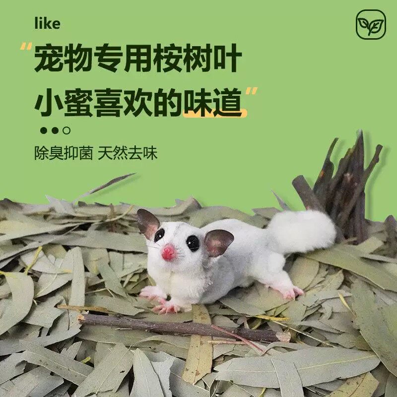 蜜袋鼯除臭垫料磨牙桉树叶玩具桉树枝新鲜解闷用品松鼠花枝鼠垫料