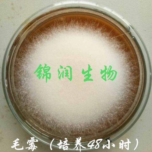 毛霉菌种，毛豆腐臭豆腐豆腐乳霉豆渣霉千张发酵用毛霉曲粉-封面