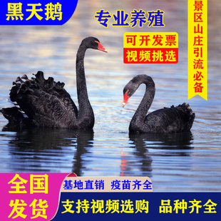 黑天鹅活体一对成年景区观赏人工养殖出售成年纯种黑天鹅幼崽活苗