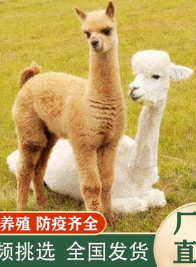 羊驼宠物家养萌宠活体小羊驼幼崽澳洲神兽草泥马羊驼活物出售租赁