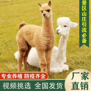 羊驼宠物家养萌宠活体小羊驼幼崽澳洲神兽草泥马羊驼活物出售租赁