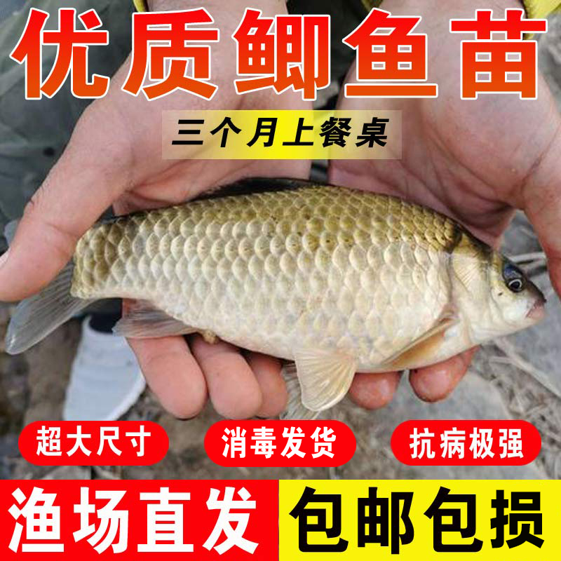鲫鱼苗淡水养殖食用活鱼特大中科工程大板高背黄金土鲫冷水观赏鱼