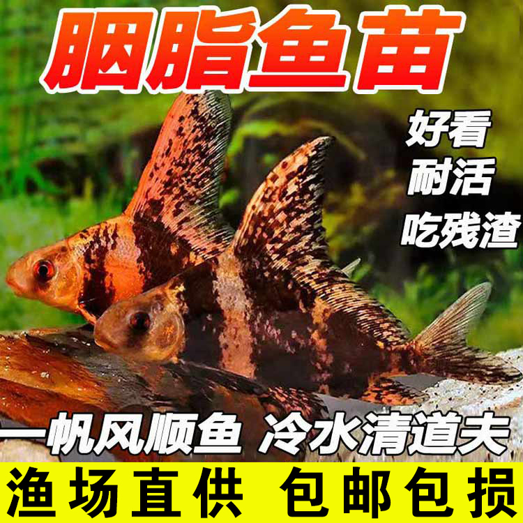 一帆风顺胭脂美人鱼苗冷水观赏鱼