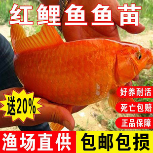 红鲤鱼苗淡水养殖食用活体小鱼苗特大兴国红鲤鱼苗冷水观赏鱼鱼苗