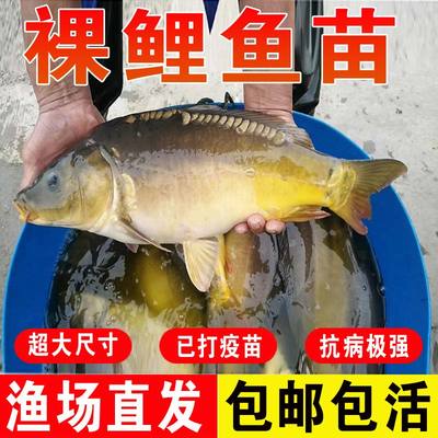 裸鲤鱼苗裸斑三道鳞无鳞甲鲤鱼苗