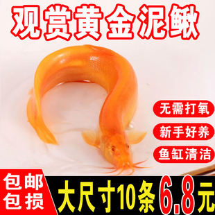 黄金泥鳅苗好养耐活观赏鱼新练手鱼缸清洁工具鱼清道夫冷水小金鱼