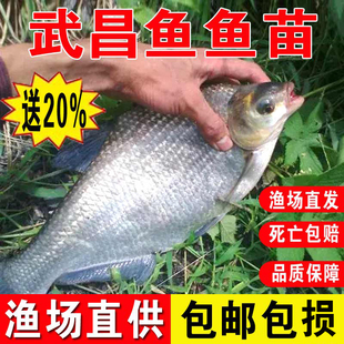 鳊鱼苗淡水养殖食用鲜活鱼三角团头鲂扁鱼苗冷水观赏武昌鱼苗批发