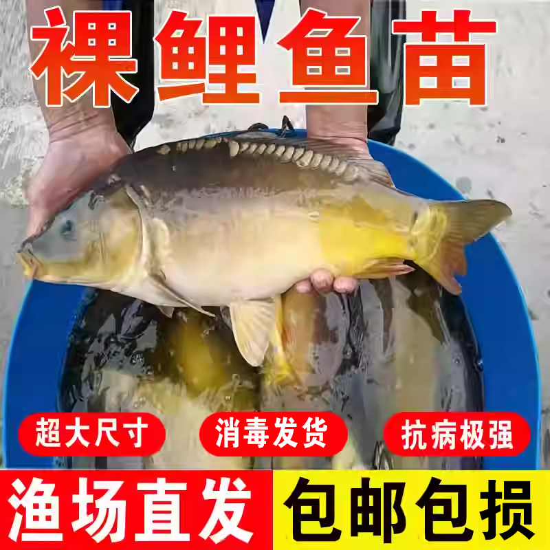 裸鲤鱼苗裸斑三道鳞无鳞甲鲤鱼苗