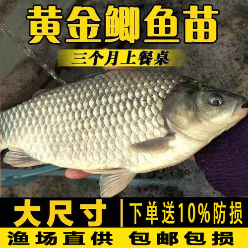 鲫鱼苗淡水养殖草鱼花鲢鱼苗批发