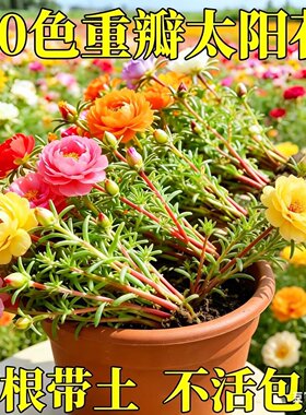 正宗重瓣太阳花苗四季种南北方种植庭院室内阳台花卉盆栽绿植
