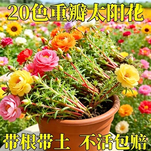 正宗重瓣太阳花苗四季种南北方种植庭院室内阳台花卉盆栽绿植