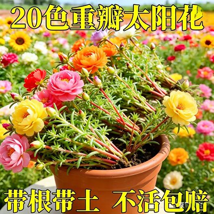 正宗重瓣太阳花苗四季种南北方种植庭院室内阳台花卉盆栽绿植