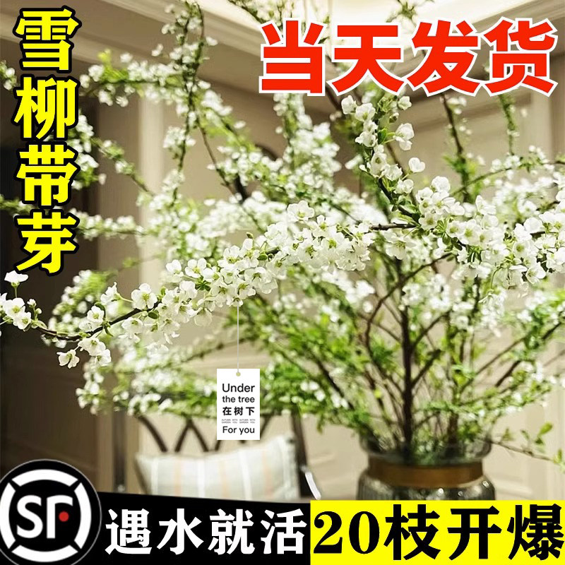 雪柳鲜枝干支盆栽喷插花卉