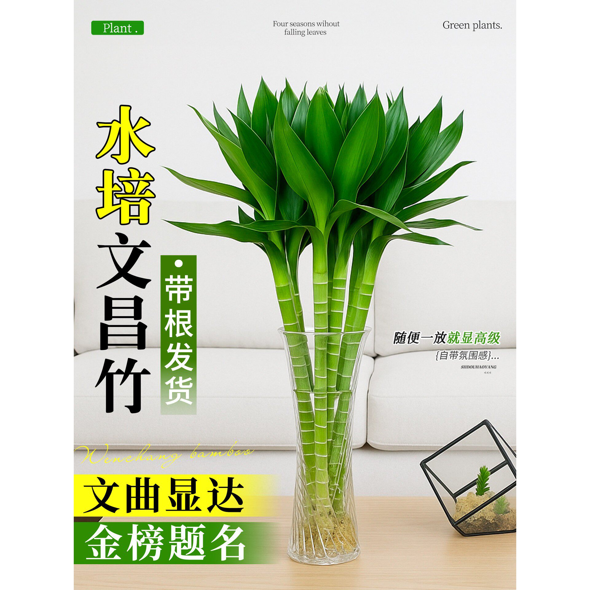 水养文昌竹4支金榜题名带根富贵竹水培植物办公室内桌面绿植盆栽