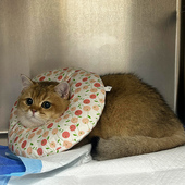 伊丽莎白圈猫咪狗狗绝育圈防舔防抓软项圈可调节脖圈宠物用品头套