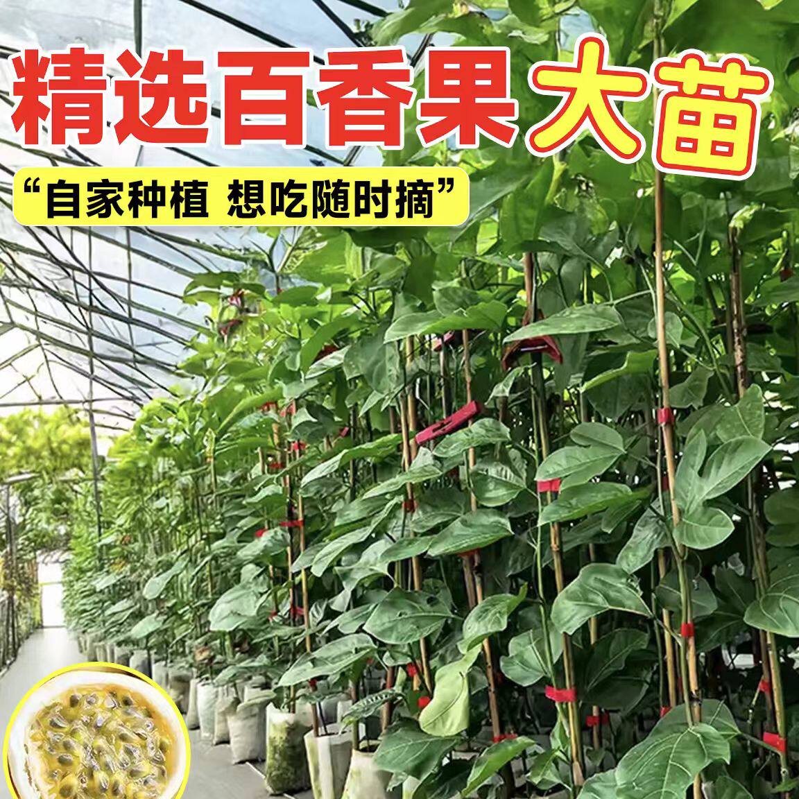 大杯苗 纯甜黄金百香果苗树苗四季结果爬藤阳台庭院盆栽地栽