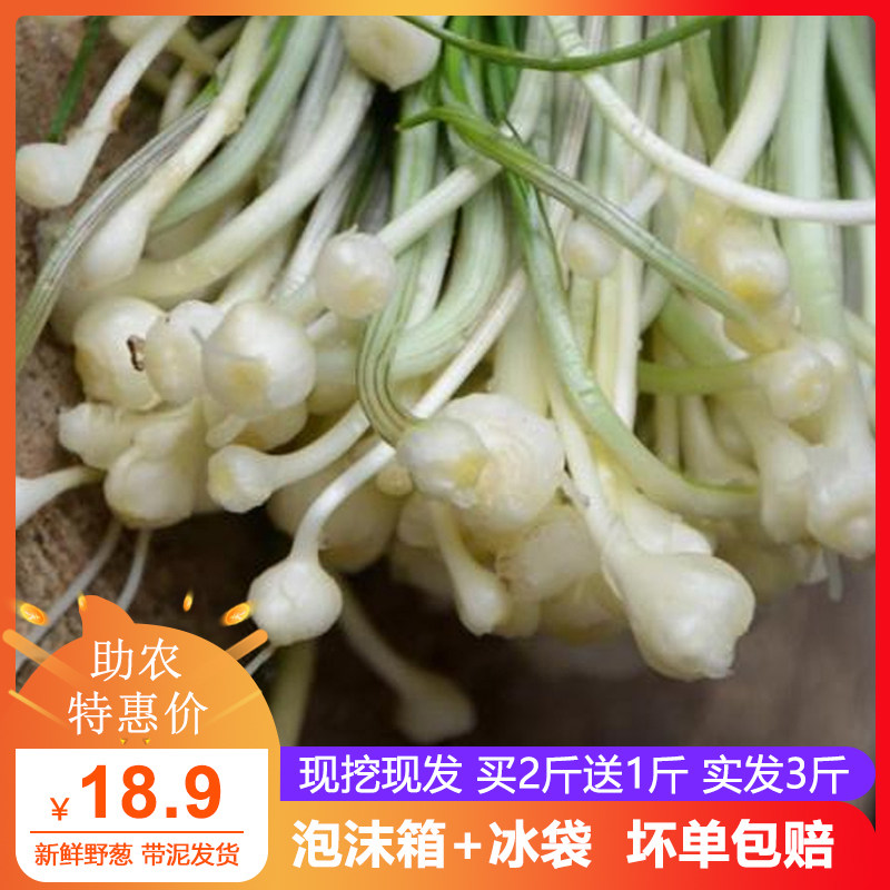 2021新鲜野葱现挖现发甘肃特产小根蒜野小蒜野菜藠头胡葱薤白包邮