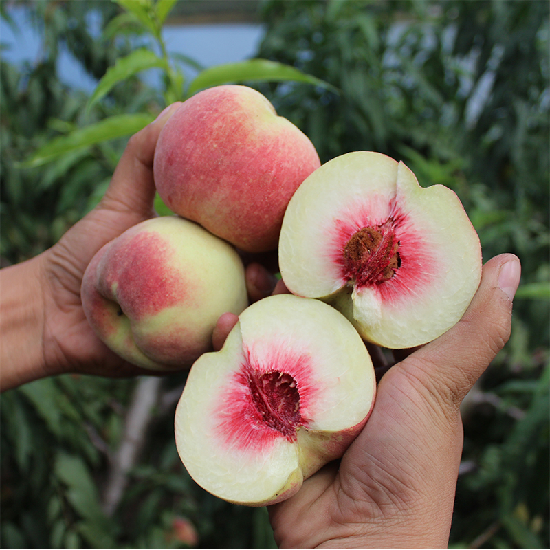 云南脆甜冬桃9斤新鲜大果脆桃子当季孕妇水果水蜜桃油毛桃包邮5